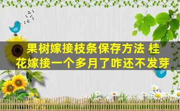 果树嫁接枝条保存方法 桂花嫁接一个多月了咋还不发芽